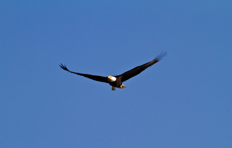 Bald Eagle In Flight